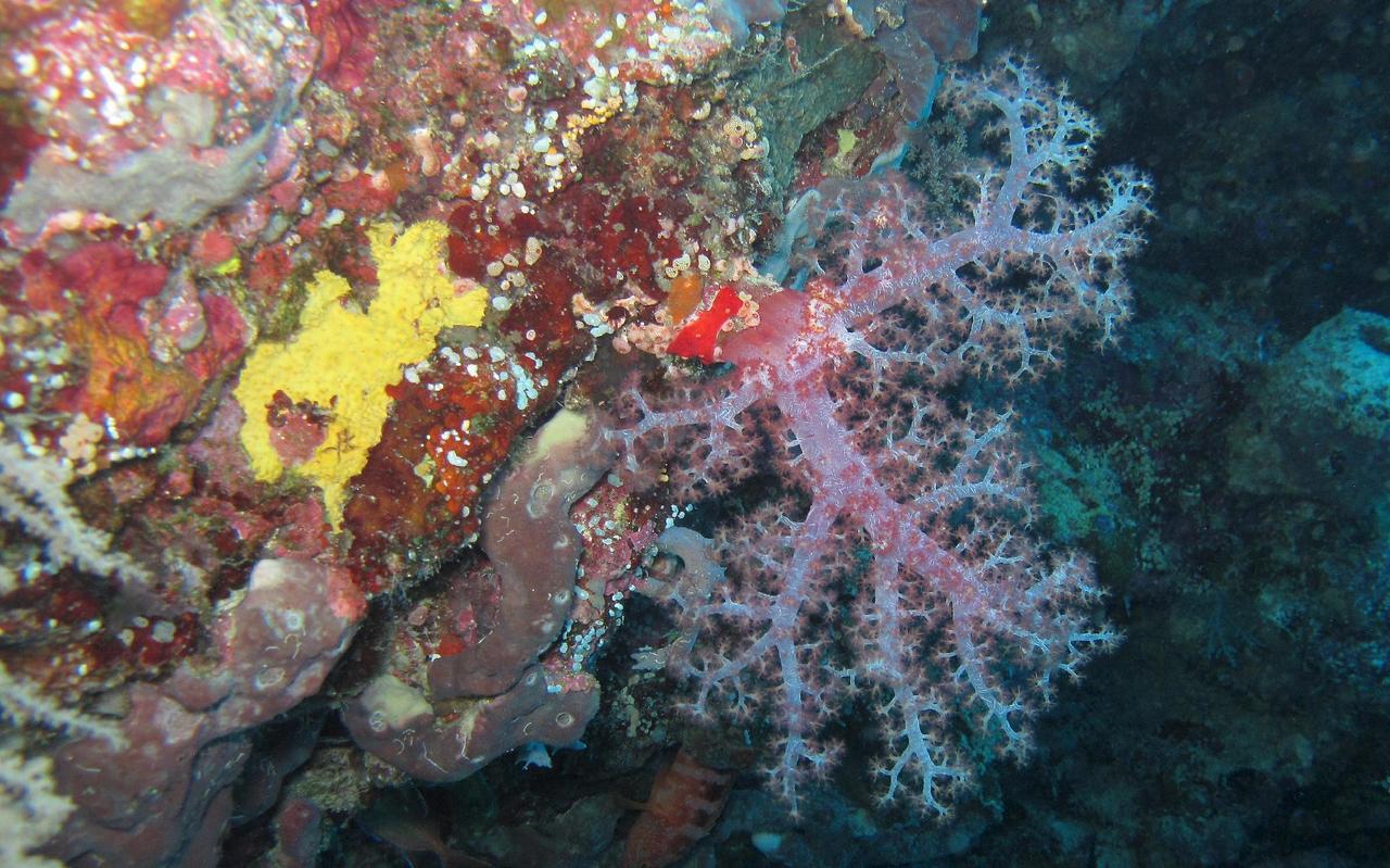Sablayan Gustav'S Place Silver Beach Dive Resort Kültér fotó